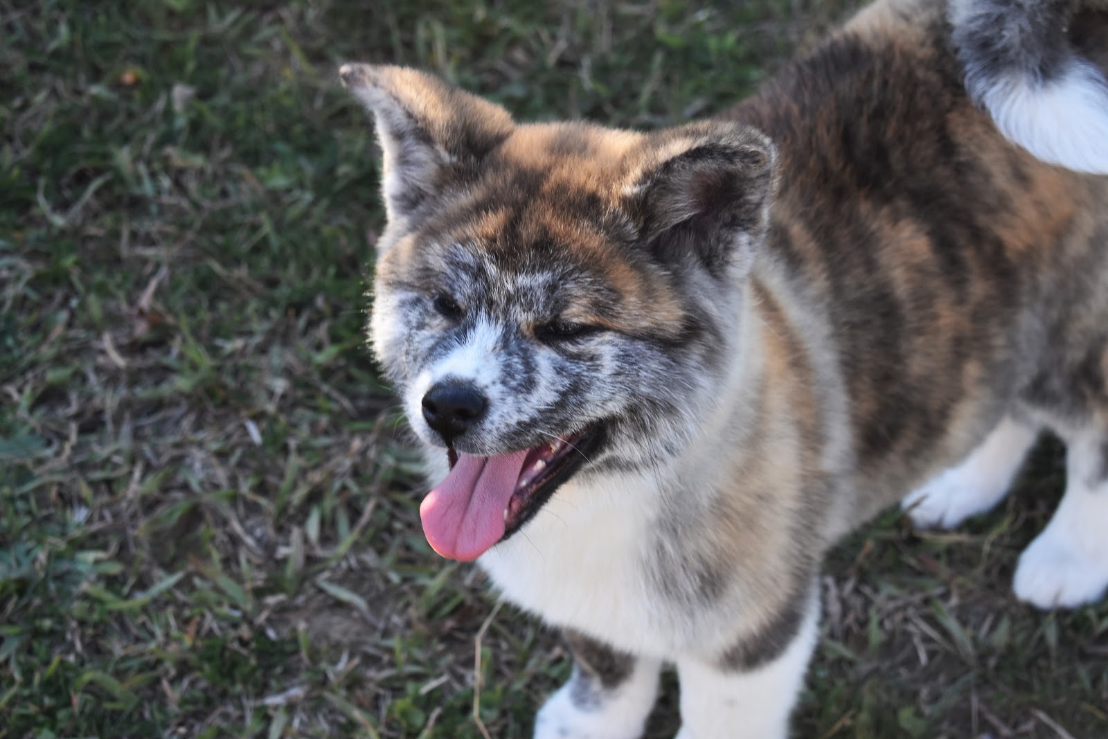Akita