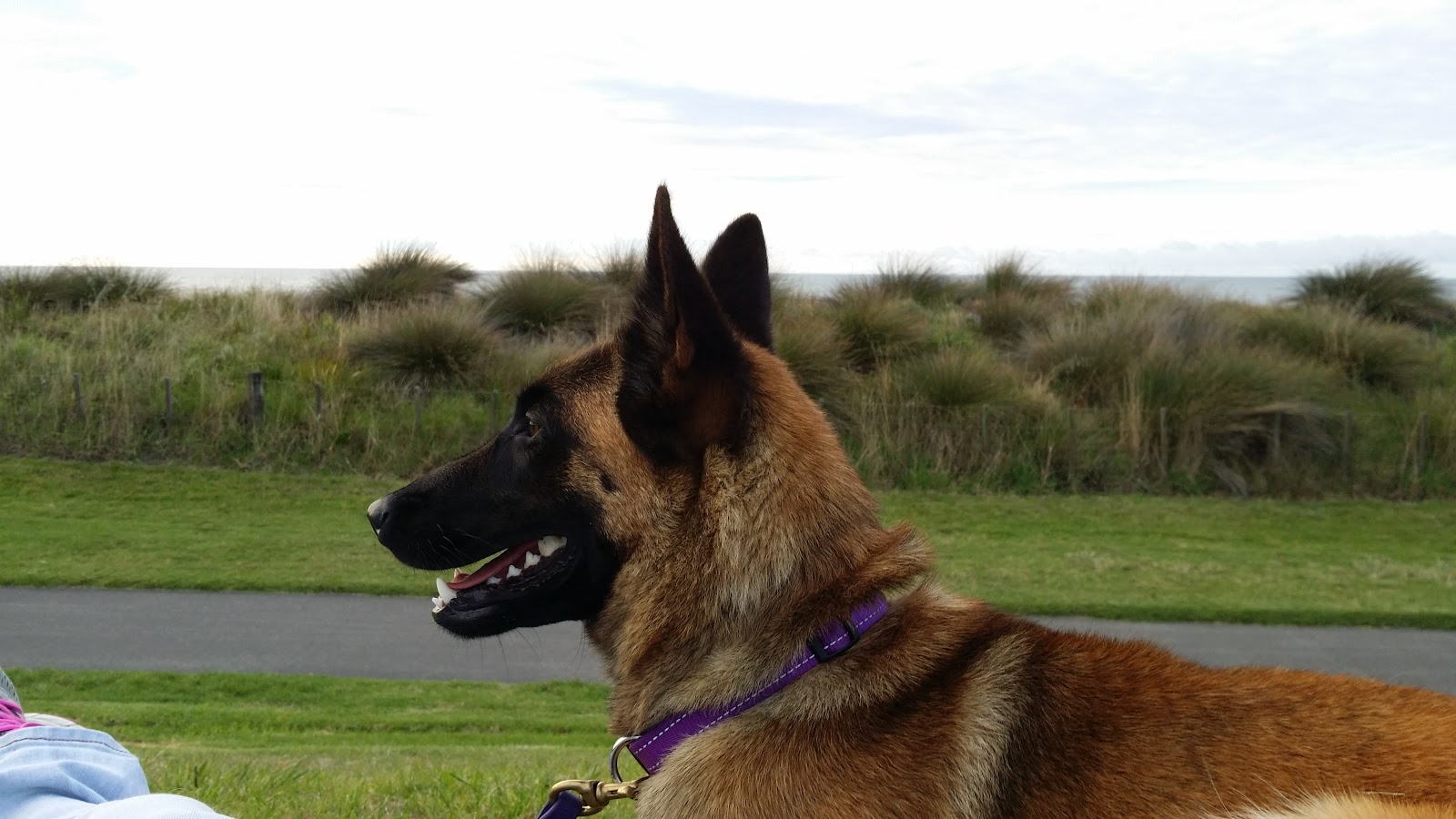 Belgian Malinois