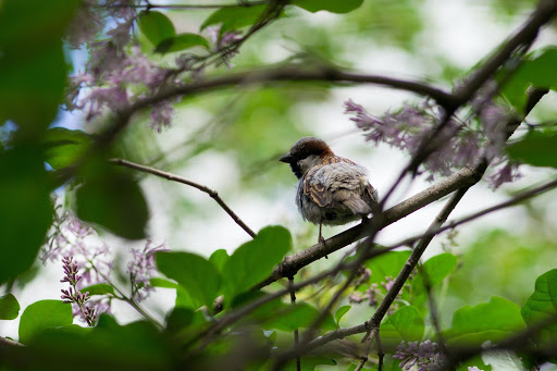 birdwatching-1