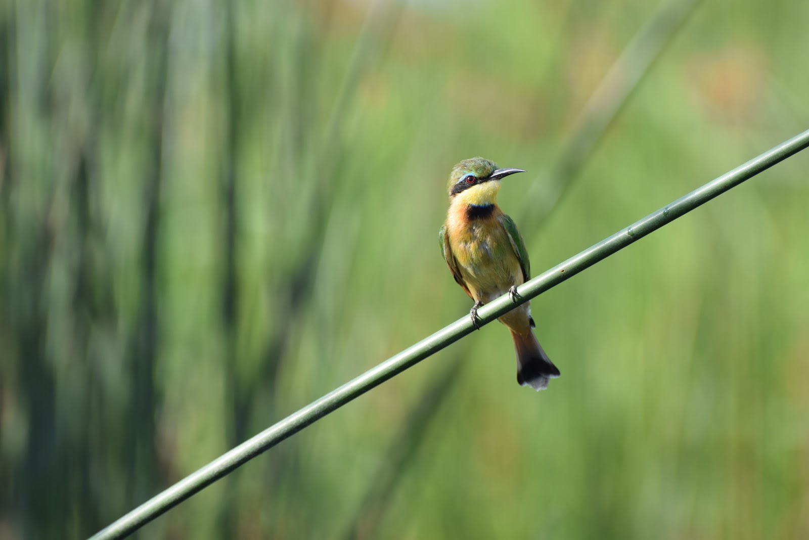 birdwatching-2