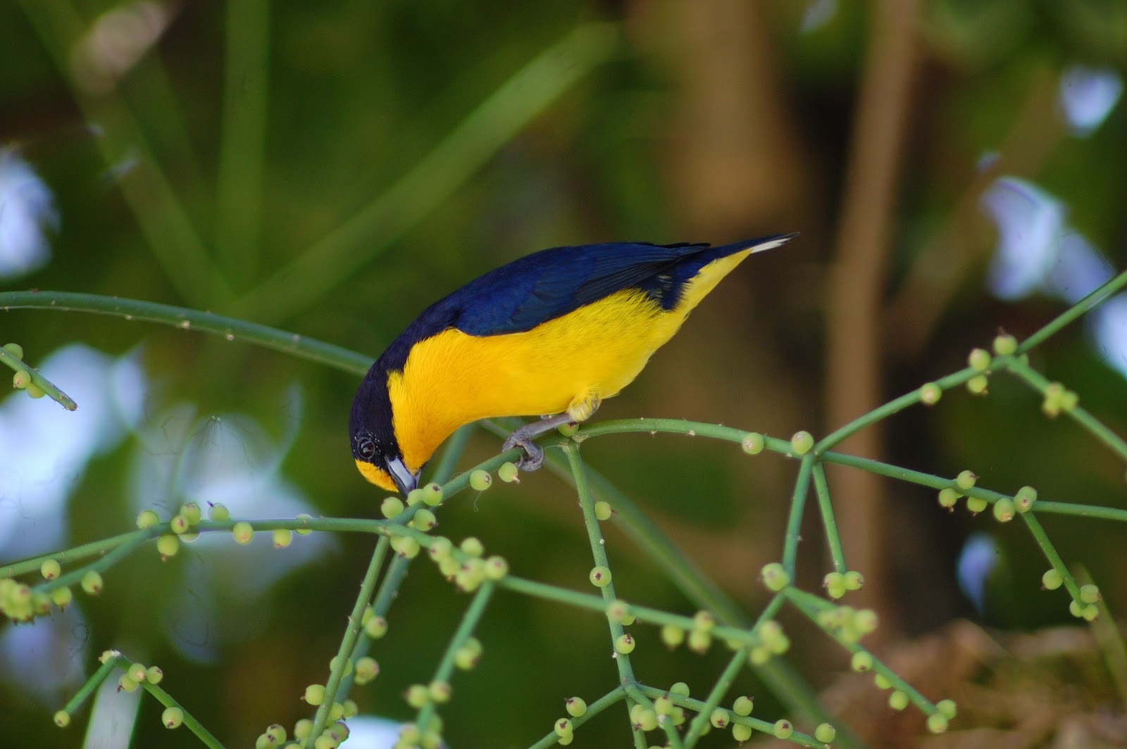 birdwatching-3
