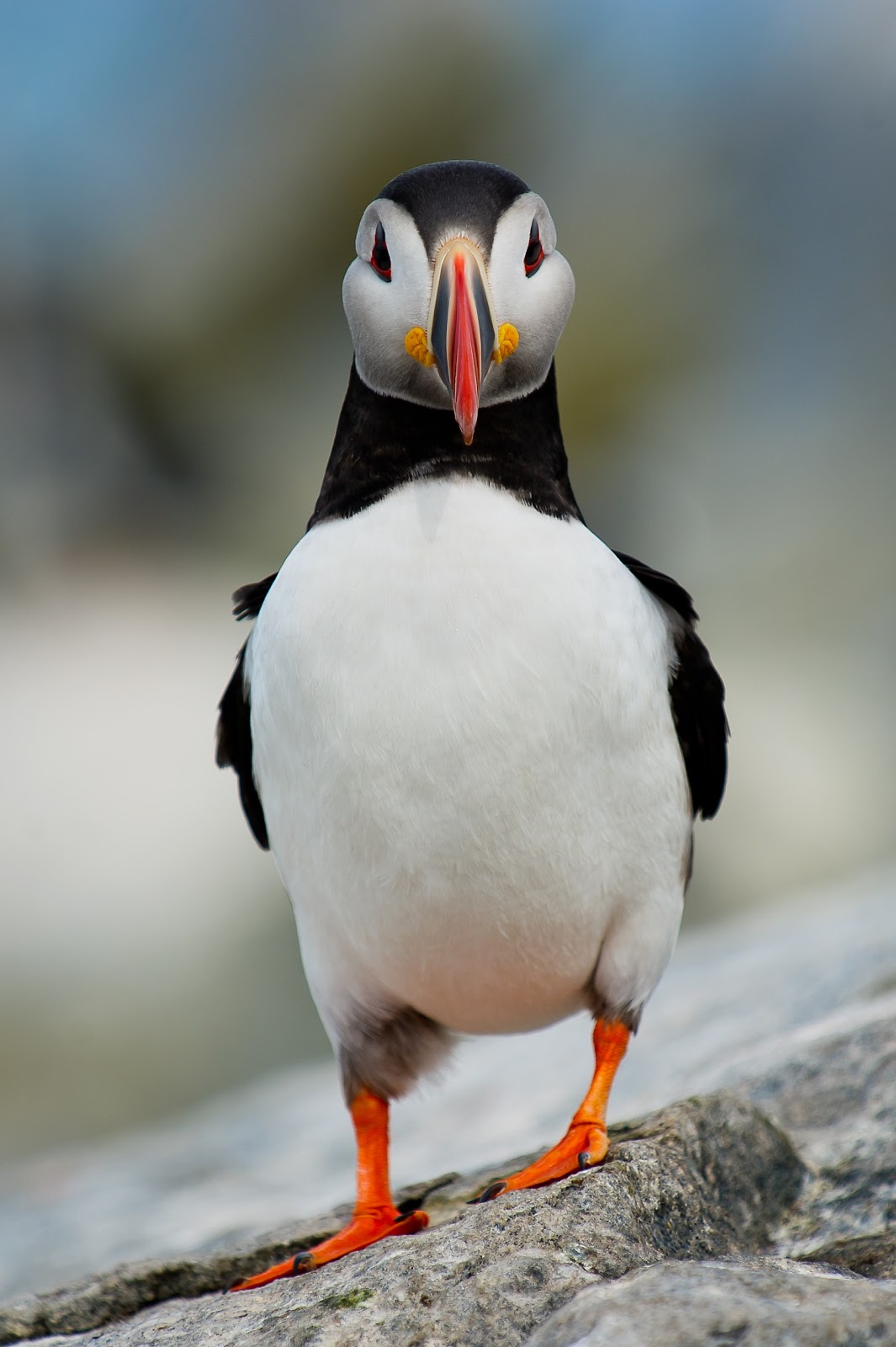 birdwatching-5