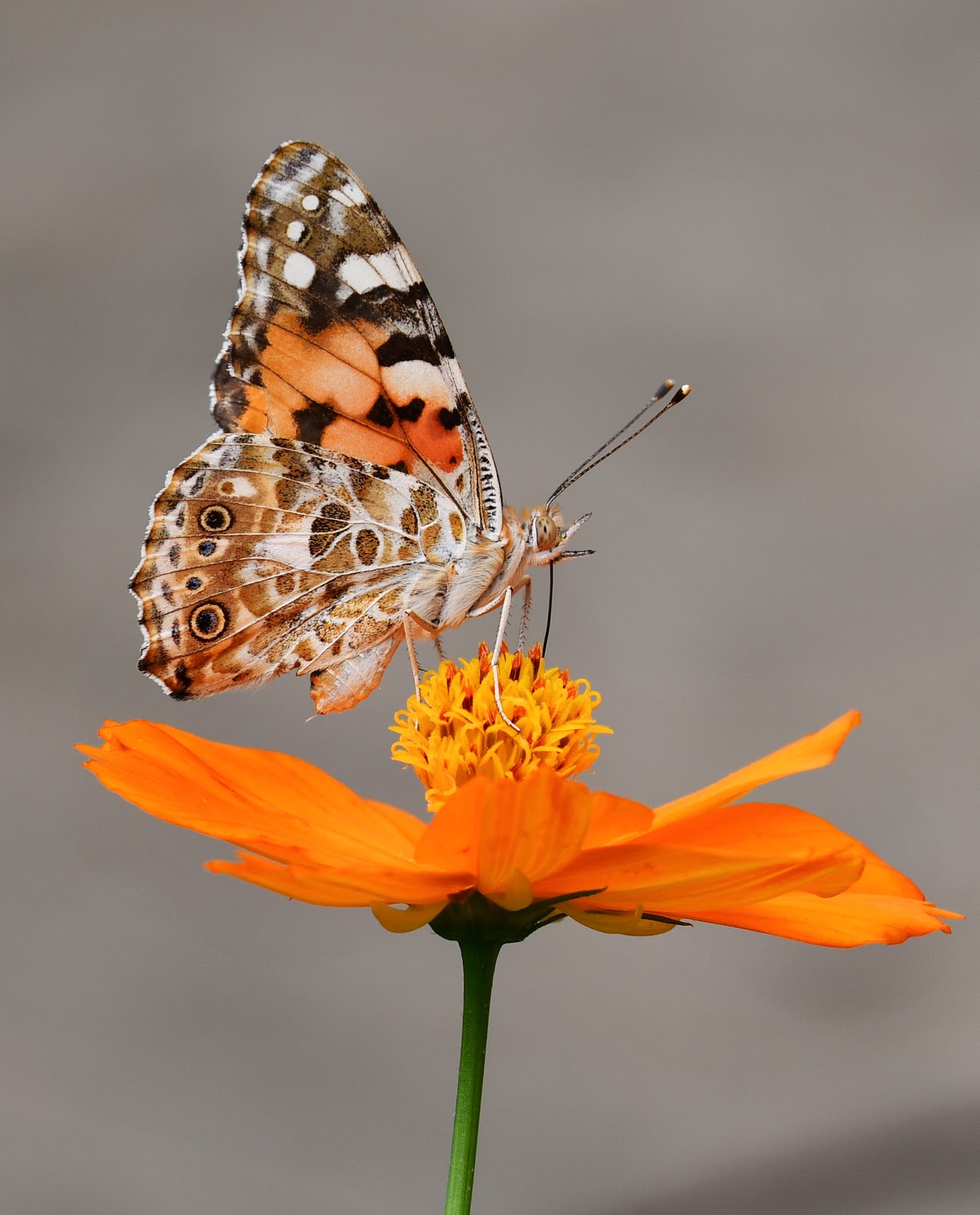 A Butterfly’s Basic Needs