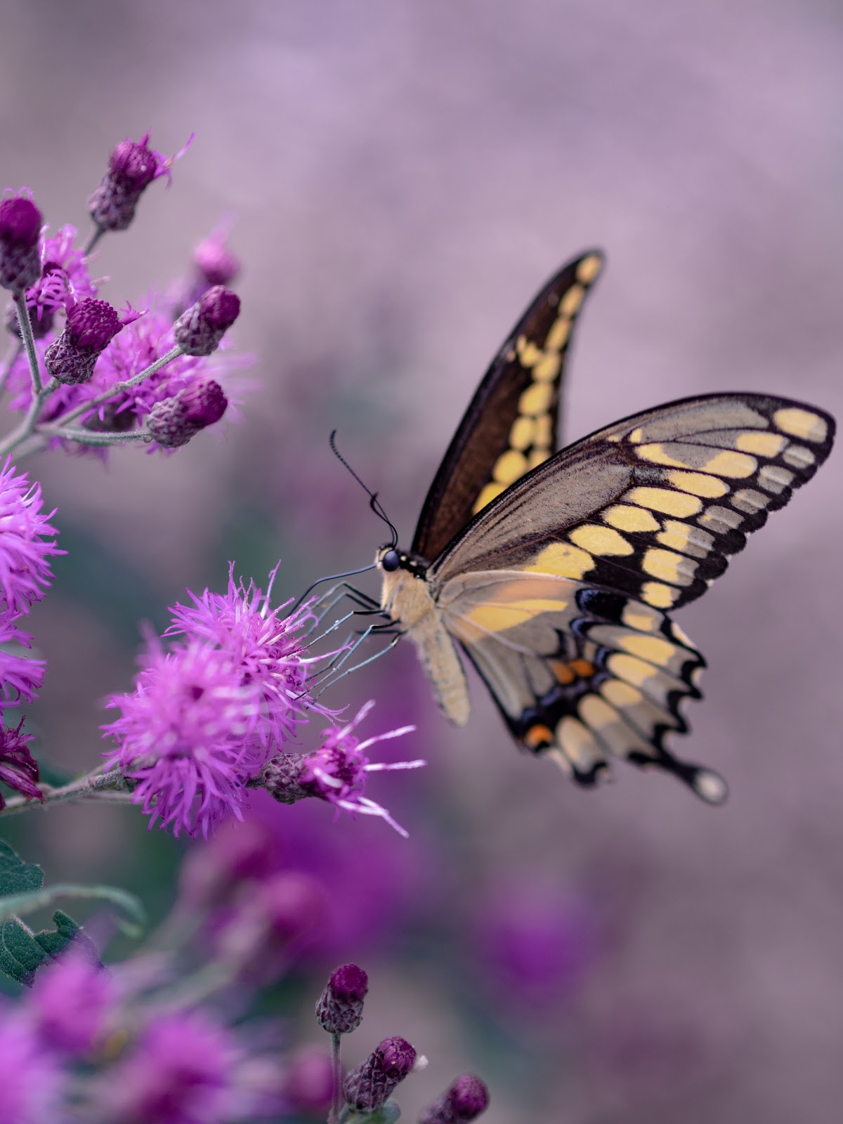 How To Designate A Butterfly Garden Space
