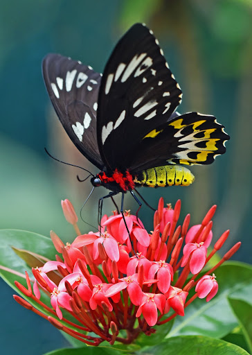 How To Select The Right Plants for Caterpillars