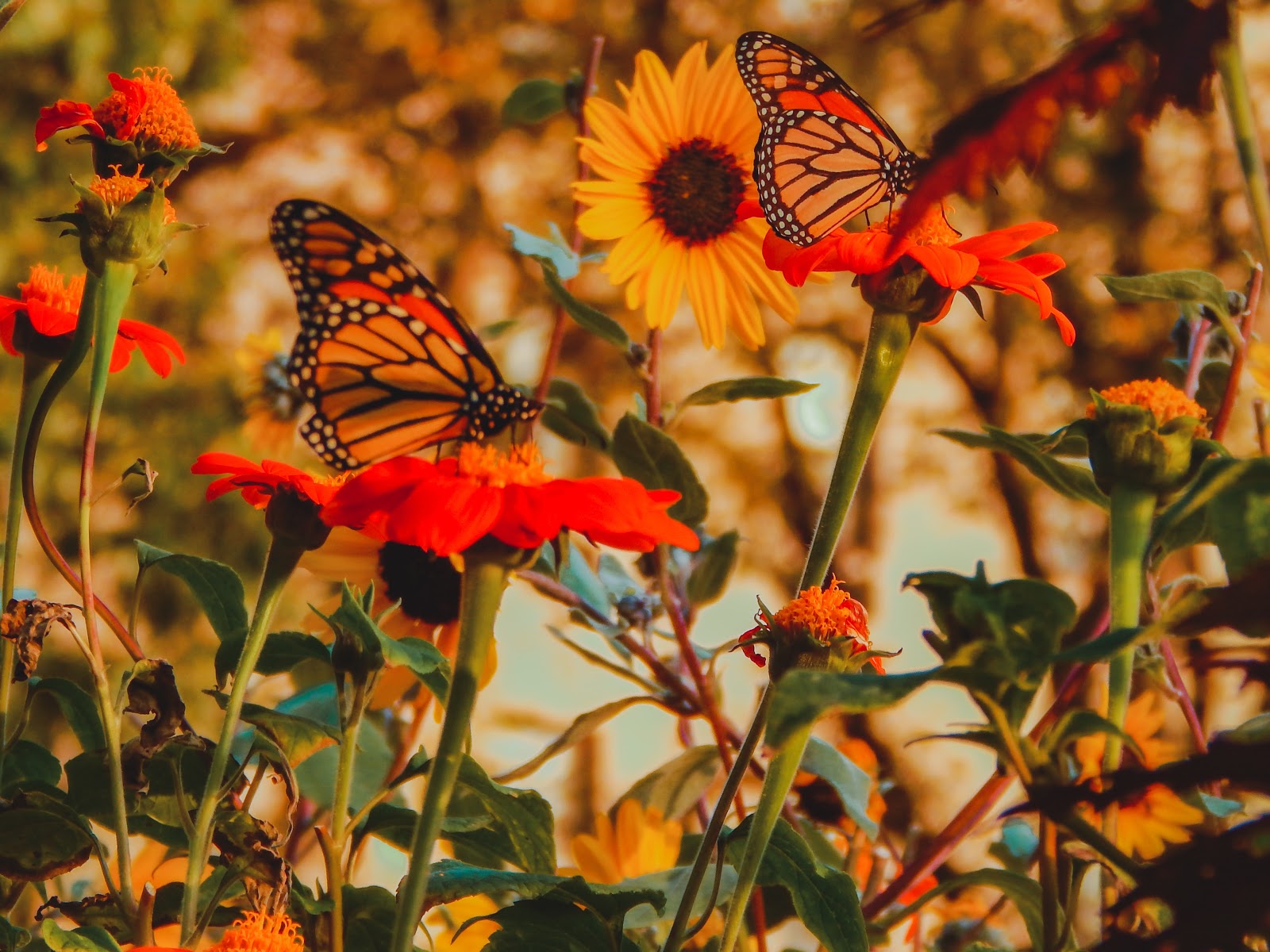 How To Select The Rights Plants for Butterflies
