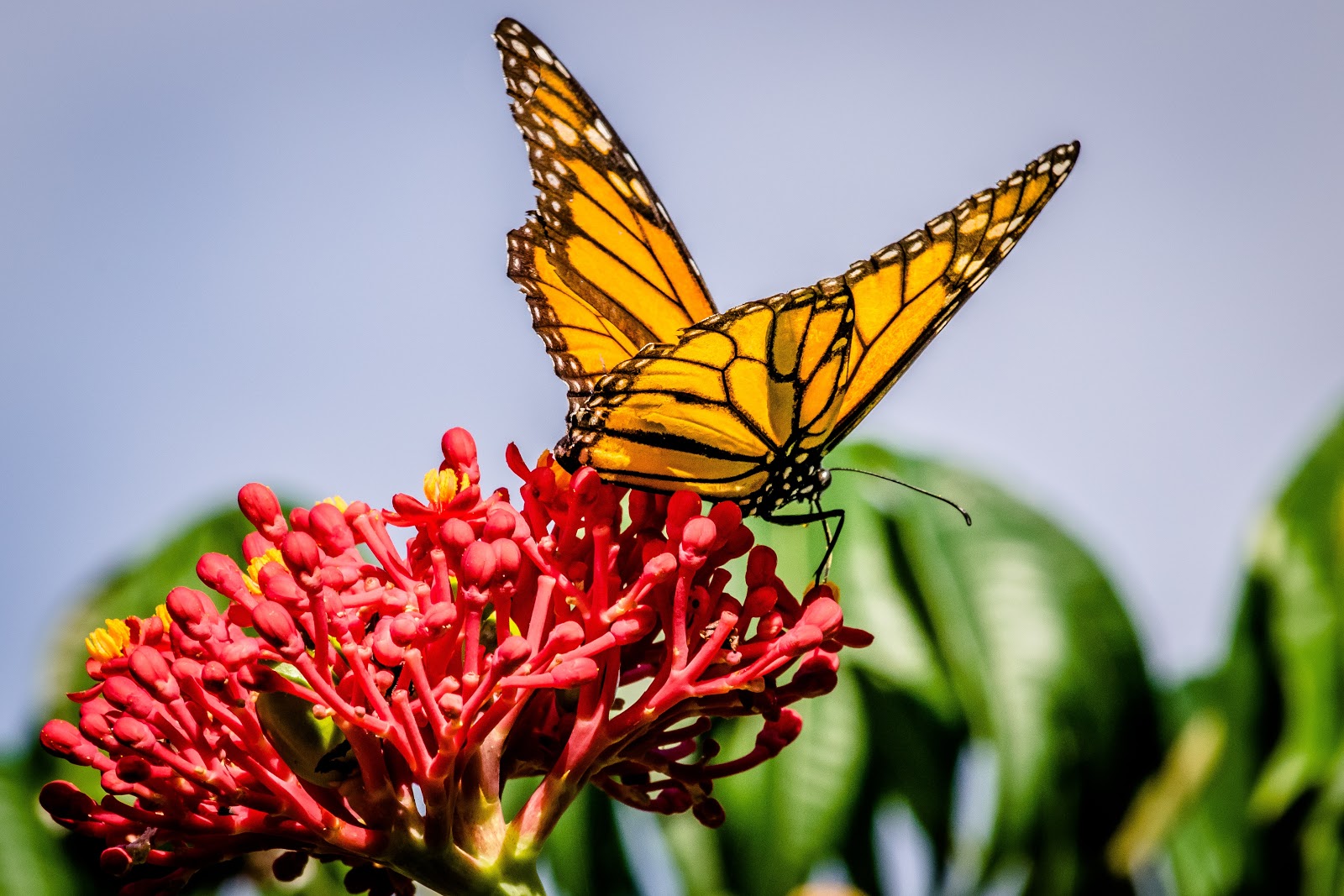 Butterfly Trivia