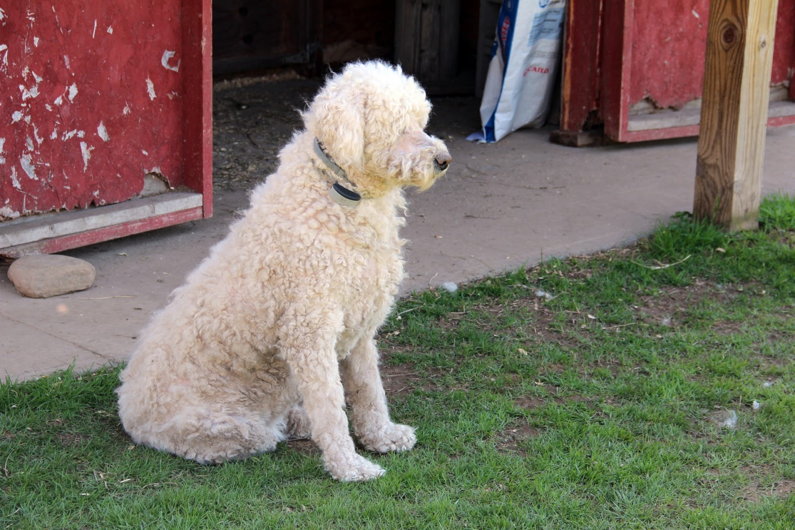 Komondor