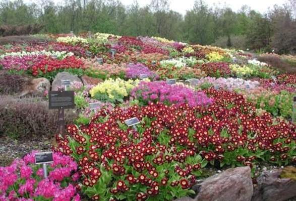Tromso Arctic Alpine Botanical Garden