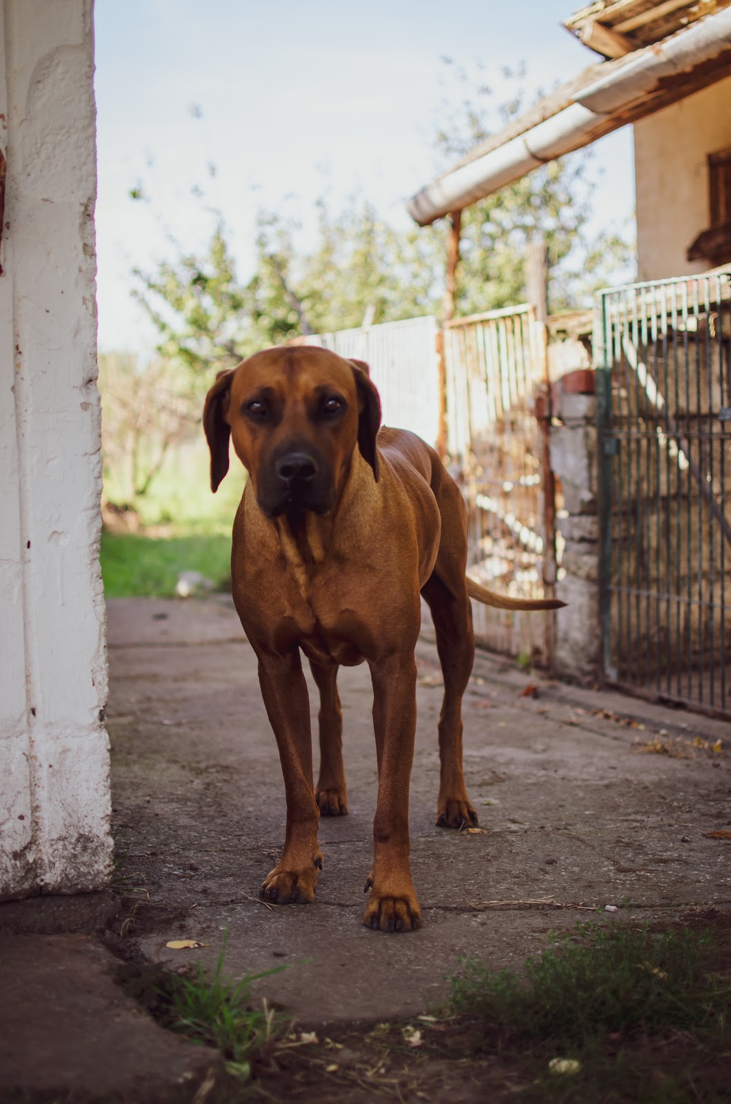 Rhodesian Ridgeback